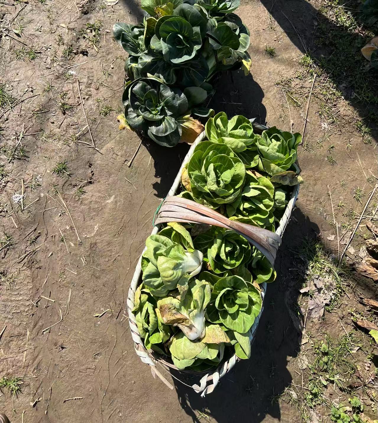 Two baskets of vegetables